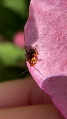 Cryptocephalus castaneus