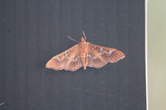 Phostria tedea