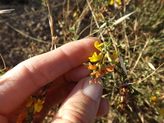 Acmispon glaber glaber