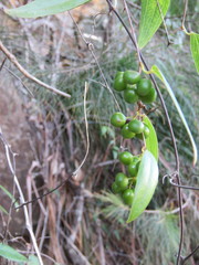 Smilax glyciphylla