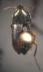 Amara angustata