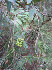 Smilax glyciphylla