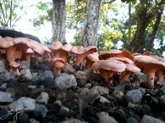 Cantharellus coccolobae