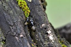 Camponotus saxatilis