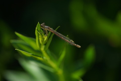 Platycnemis
