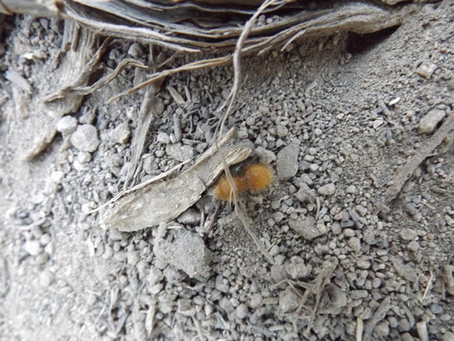 Sphaeropthalma edwardsii