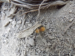 Sphaeropthalma edwardsii