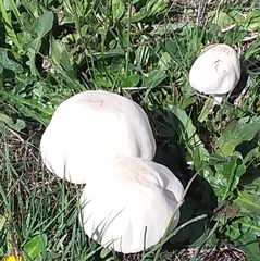 Leucoagaricus naucinus