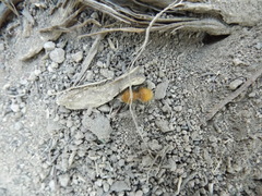 Sphaeropthalma edwardsii