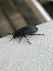 Centronopus opacus