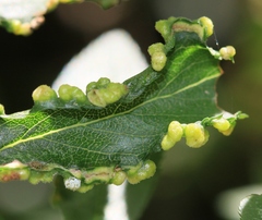 Eriophyes similis