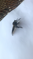 Promachus painteri