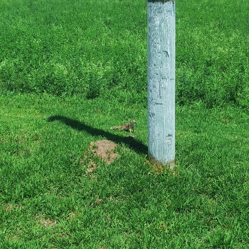 Mexican Ground Squirrel