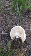 Leucoagaricus naucinus