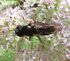 Eucartosyrphus