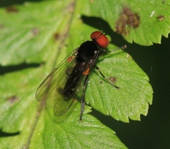 Callomyia amoena