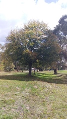 Leucoagaricus naucinus