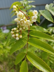 Sorbus sambucifolia