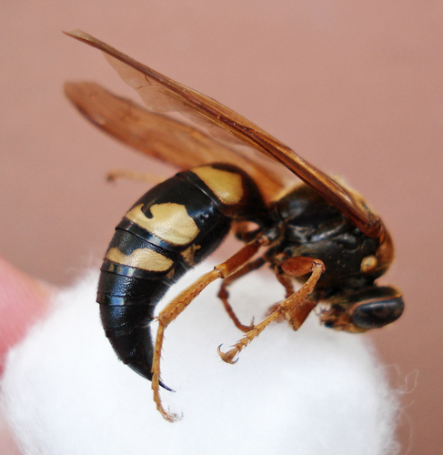 Eastern cicada killer