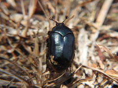 Cotinis antonii