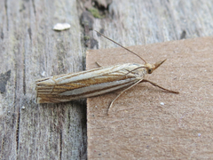 Crambus laqueatellus