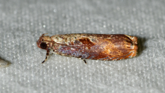 Episimus tyrius