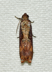 Episimus tyrius