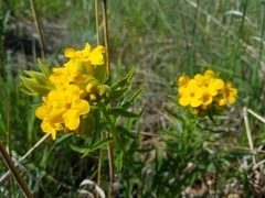 Lithospermum caroliniense croceum