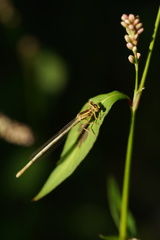 Platycnemis