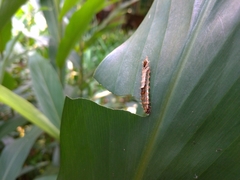 Drapetodes mitaria