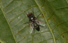 Amobia signata
