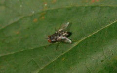 Amobia signata