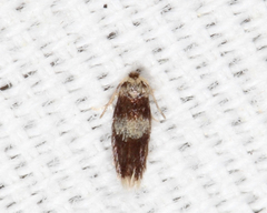 Stigmella nigriverticella