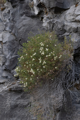 Ericameria resinosa