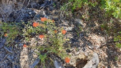 Castilleja martini martini