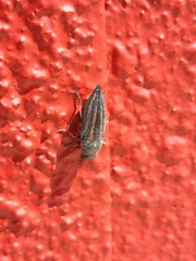 Buprestis lineata