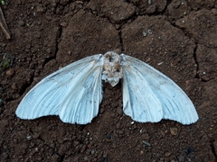 Lepidoptera