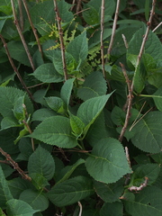 Hydrangea paniculata