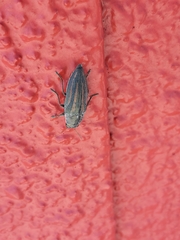 Buprestis lineata