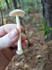 Amanita solaniolens