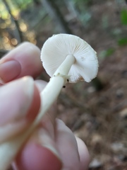 Amanita solaniolens