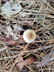Amanita solaniolens
