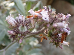 Eriodictyon traskiae smithii