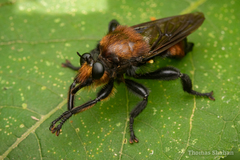 Laphria lata