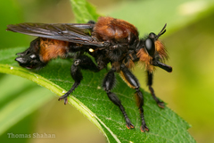 Laphria lata