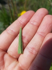 Lithospermum caroliniense croceum