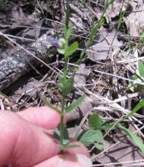 Triodanis perfoliata