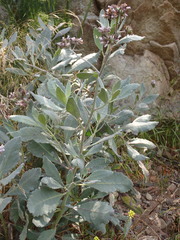 Eriodictyon traskiae smithii