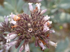 Eriodictyon traskiae smithii