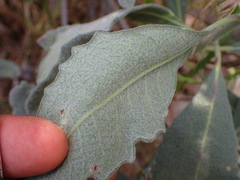 Eriodictyon traskiae smithii